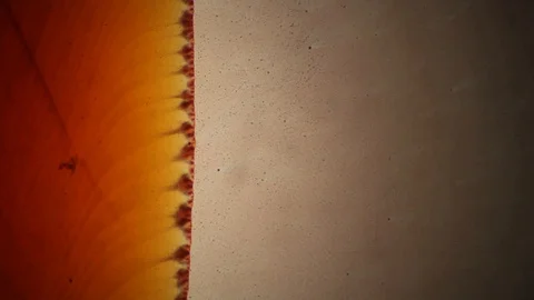 Chemical reaction under microscope Stock Footage 98546675