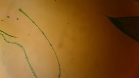 Chemical reaction under microscope Stock Footage 98546687