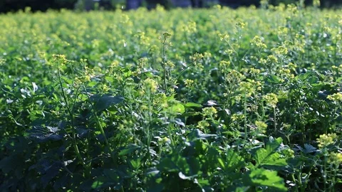 Chemical spraying Stock Footage 115177262