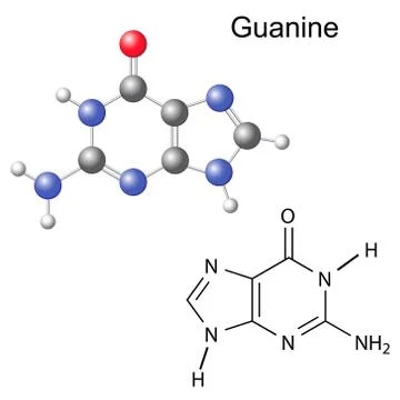 Chemical structural formula and model of guanine Stock Illustration