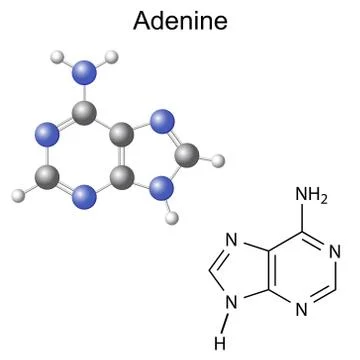 Chemical structural formula and model of adenine Stock Illustration