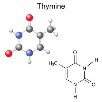 Chemical structural formula and model of thymine Stock Illustration