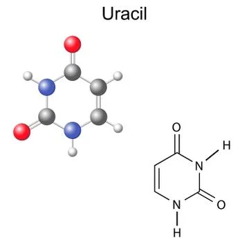 Chemical structural formula and model of uracil Stock Illustration