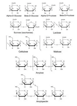 Chemical structural formulas of basic carbohydrates Stock Illustration