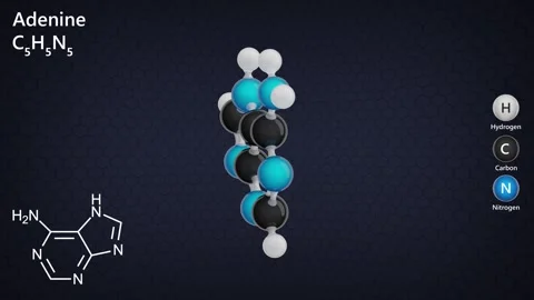 Chemical structure and 3D model of Adenine molecule C5H5N5. Vídeo Stock 284914932