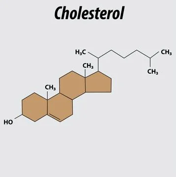 Chemical structure of cholesterol vector graphic backbone structure Illustrazione stock