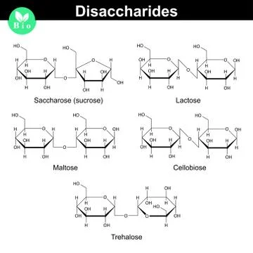 Chemical structures of main disaccharides Stock Illustration