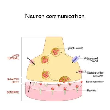 Chemical synapse structure. Neuron communication. Stock Illustration