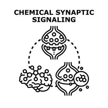 Chemical synaptic signaling process brain neurons communication system Stock Illustration