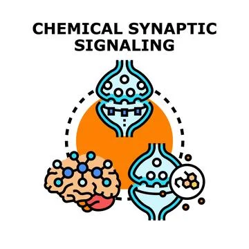 Chemical synaptic signaling process brain neurons communication system Illustrazione stock