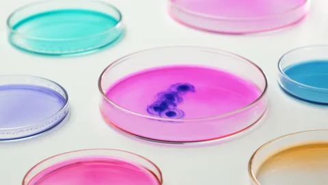 Chemist making a blue smile on the pink background in Petri dish. Stock Footage 141602068