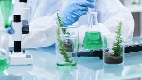Chemist making experiments with GMO on plants Stock Footage 113675746