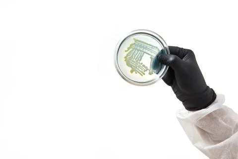 Chemist wearing gloves at laboratory. testing process with glass plate and Stock Photos