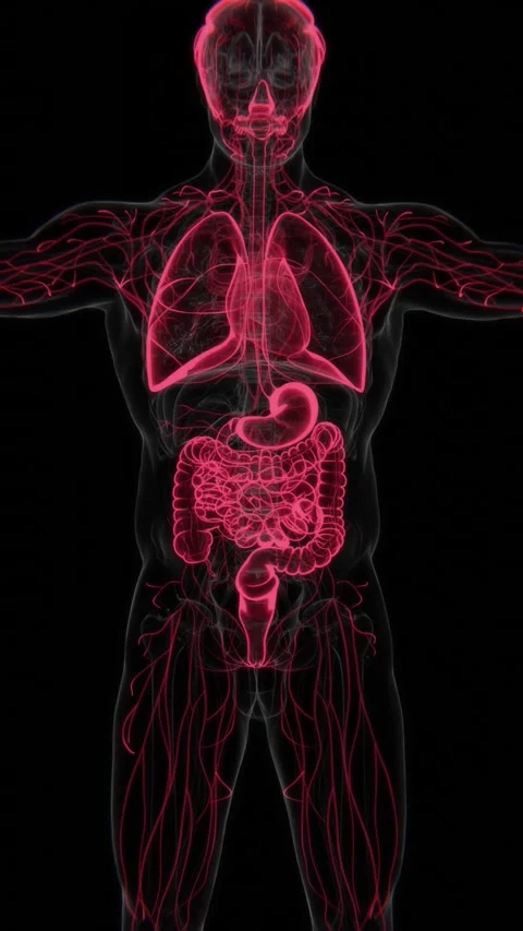 Chemotherapy Effects on Organs Vertical HQ Video | X-ray video showing Stock Footage 302536601