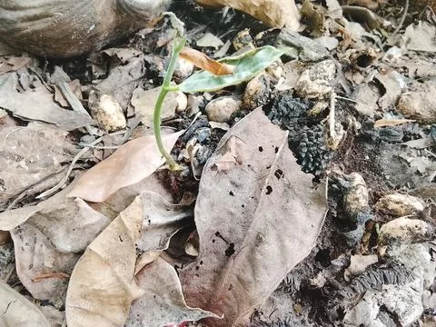 Chempedak Seedling Sprouting in Dry Soil During Dry Season - Central Kalimantan Stock Photos