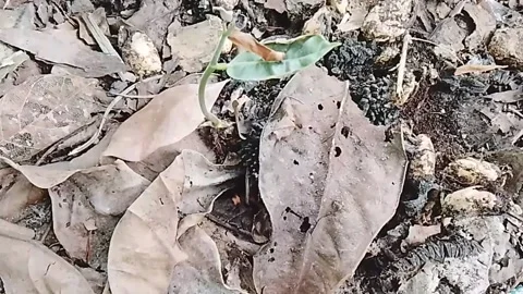 Chempedak Seedling Sprouting During Dry Season - Tropical Fruit Growth Borneo Stock Footage 340565681