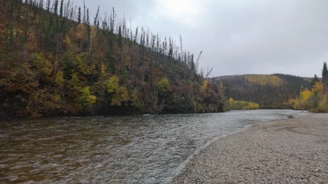Chena River of Alaska with Clouds and autumn foliage Stock Footage 285783932