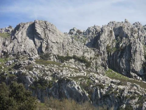 Chêne  de rochers Stock Photos