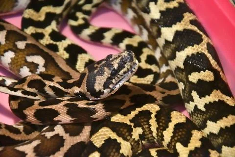 Cheney s Carpet Python (Morelia Spilota Cheney) Cheyney s carpet python (M... Stock Photos