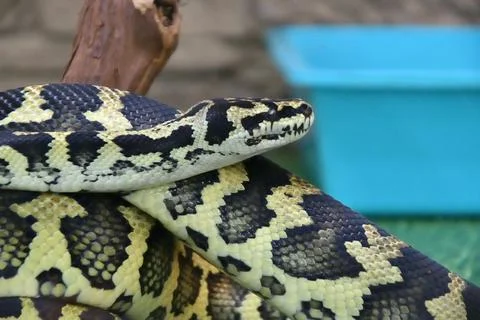 Cheney's Carpet Python (Morelia Spilota Cheney) Stock Photos