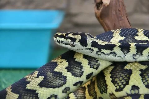 Cheney's Carpet Python (Morelia Spilota Cheney) 스톡 사진