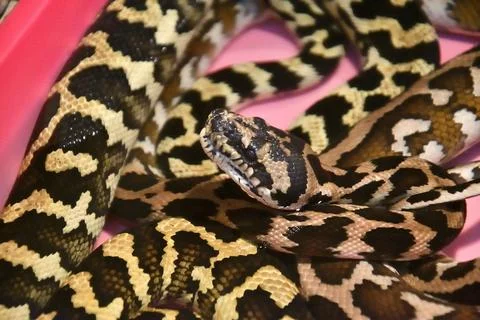 Cheney's Carpet Python (Morelia Spilota Cheney) Stock Photos