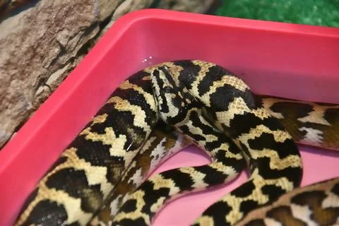 Cheney's Carpet Python (Morelia Spilota Cheney) Stock Photos