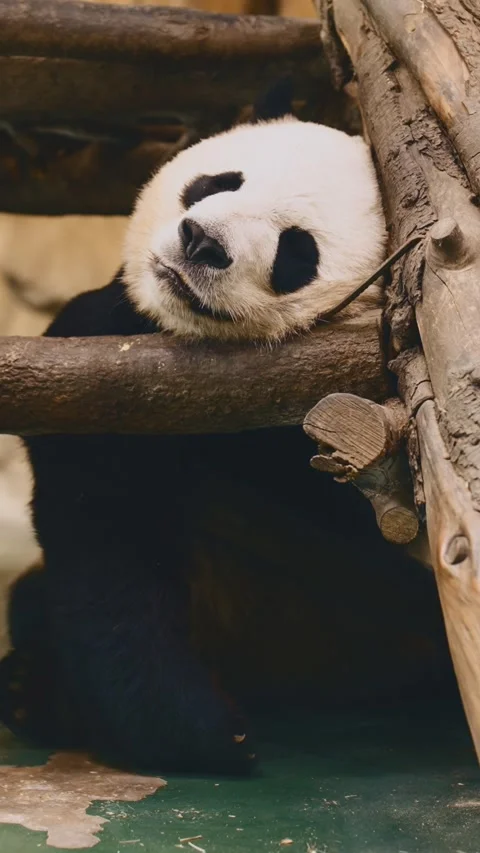 Chengdu Research Base of Giant Panda Breeding, cute animal relaxing in zoopark. Stock-Footage 345655445