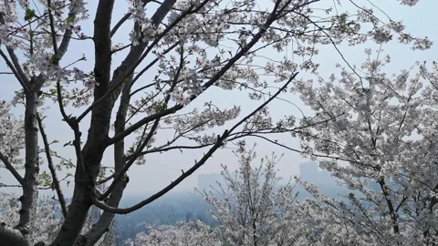 Chengdu's spring park with blooming flowers Stock Footage 172145136