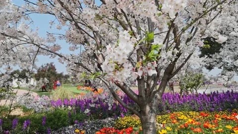 Chengdu's spring park with blooming flowers Video stock 172145151