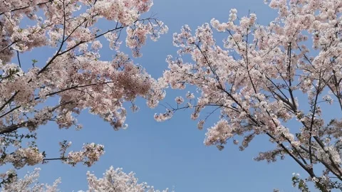 Chengdu's spring park with blooming flowers Stock Footage 172145302
