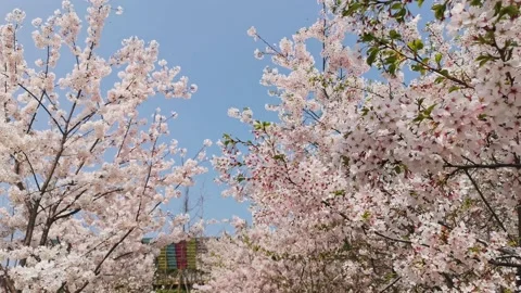 Chengdu's spring park with blooming flowers Stock Footage 172145498