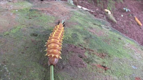 Chenille Stock Footage 80558207