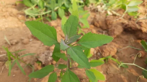 Chenopodium album plants. 库存影片 228240431