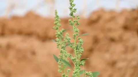 Chenopodium album plants. Stock Footage 305826248