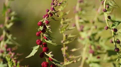 Chenopodium foliosum Stock Footage 14830917