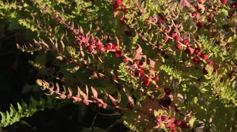 Chenopodium foliosum Stock Footage 14830923