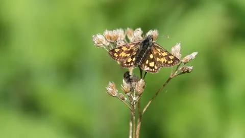 Chequered Skipper (Carterocephalus palaemon) Stock Footage 11300760
