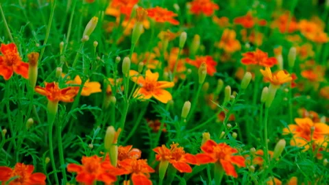 Chernobrivets bloom in the garden. Selective focus. Stock Footage 274636300