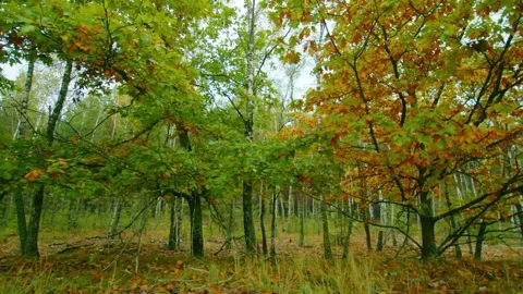 Chernobyl Exclusion Zone, Forest Path to Zalissia Village Stock Footage 316860086