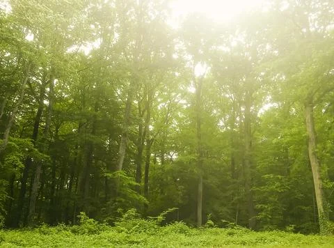 Cheroise forest Stock Photos