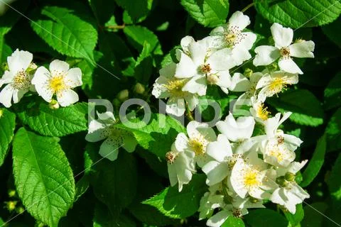 Cherokee Roses Rosa Laevigata Stock Photos