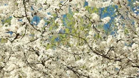 Cherr_blossoms Video stock 90297413