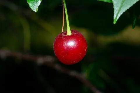 Cherrie hang from a tree, capturing a moment of natural sweetness. Stock Photos