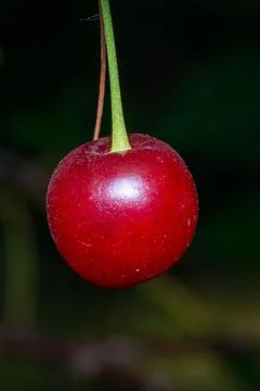 Cherrie hang from a tree, capturing a moment of natural sweetness. Stock Photos