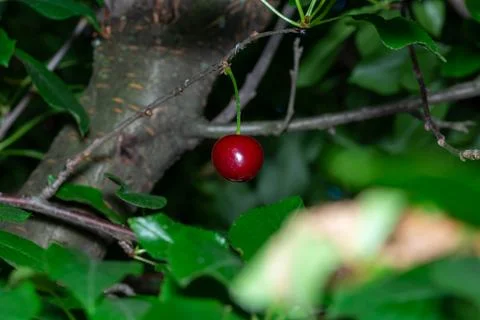 Cherrie hang from a tree, capturing a moment of natural sweetness. Stock Photos