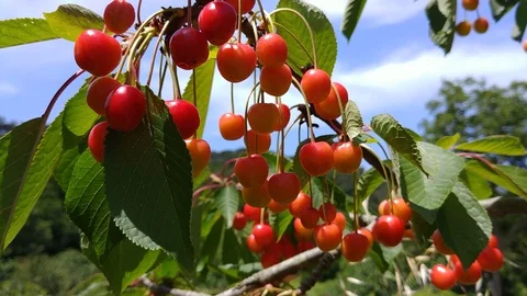Cherries 4k Stock Footage 90520097