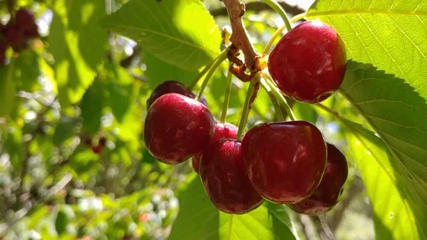 Cherries 4k Stock Footage 90520832