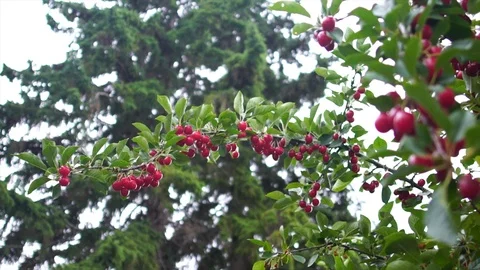 Cherries in Alberta, Canada Slow Motion Stock Footage 88290290