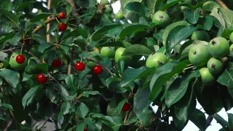 Cherries and apples on a tree Vídeo Stock 242718792